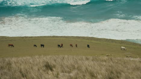 Cattle-on-the-beach-shoreline-with-blue-ocean