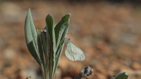 Grey-butterfly-pauses-on-a-green-plant-before-taking-flight-in-a-beautiful-display