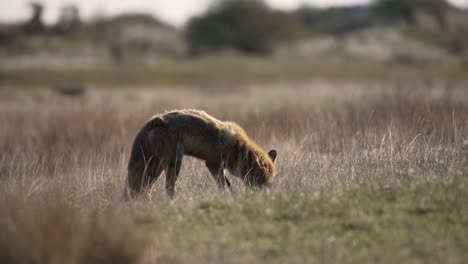 Hungry-wild-Red-Fox-feeding-in-a-grassy-field-hunting-insects-backlit-with-sunset-light