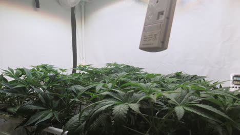 Shot-of-a-cannabis-plants-growing-in-a-grow-tent