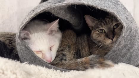 Ein-Paar-Rettungskatzen,-Die-Zusammen-In-Einem-Bett-Schlafen