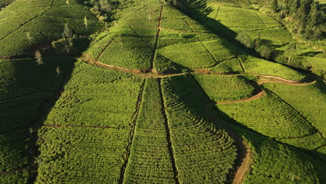 Aerial-view-tilting-over-a-sunlit-tea-plantation,-golden-hour-in-Sri-Lanka