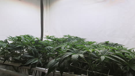 Aufnahme-Einer-Cannabispflanze,-Die-In-Einem-Growzelt-Wächst
