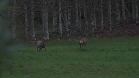 Group-of-deer-grazing-at-twilight-during-spring-in-slow-motion-4K