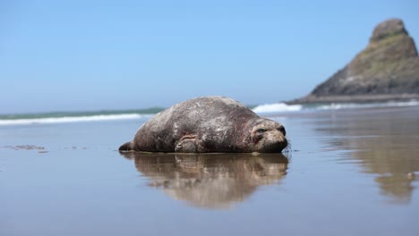 Männlicher-Seehund-Schläft-Am-Strand-Der-Küste-Von-Oregon-–-Kopierraum