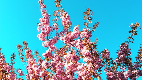 Beautiful-pink-blooming-flowers-and-tree-branches-against-a-blue-sky