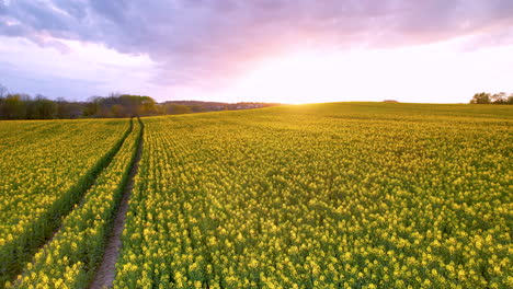 Gelbes-Rapsfeld-Bei-Sonnenuntergang,-Aufgenommen-Von-Einer-Drohne,-Nahaufnahme-Einer-Blume