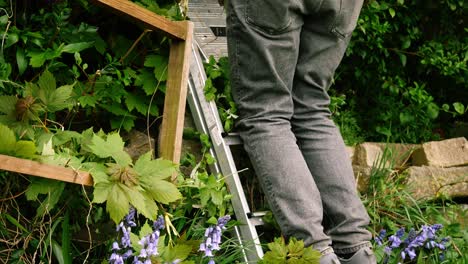 Gardener-trimming-hedges-in-garden-on-ladders-medium-tilting-shot-4k-slow-motion