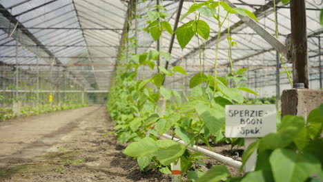 Dutch-nameplate-between-large-naturally-grown-bean-plants-in-a-Dutch-greenhouse