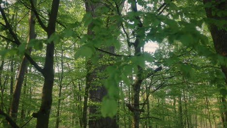 Majestätische-Eiche-Im-üppigen-Grünen-Wald,-Sonnt-Sich-Im-Warmen-Sonnenlicht-Eines-Ruhigen-Frühlingsmorgens-Mit-Grünen-Zweigen-Am-Morgen