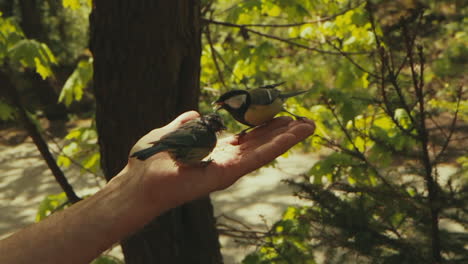Couple-of-birds-eating-from-the-palm-of-a-man's-hand