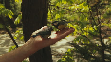 Ein-Paar-Vögel-Fressen-Aus-Der-Handfläche-Eines-Mannes