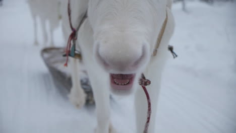 Renos-Y-Sami-Caminando-Por-Un-Sendero-Nevado