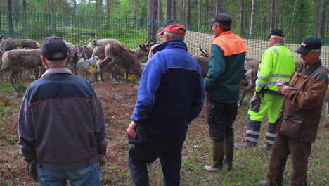 Laps-And-Sami-Tend-To-Their-Flock-Of-Nordic-Reindeer-In-Forest-During-Summer