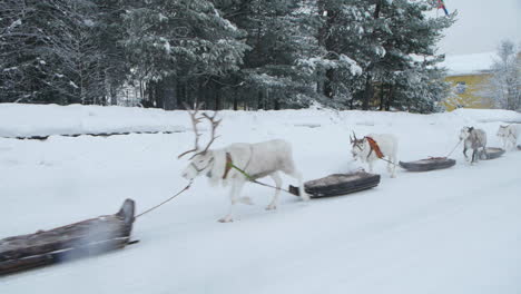 Reindeer-And-Sami-Walking-On-Snowy-Trail