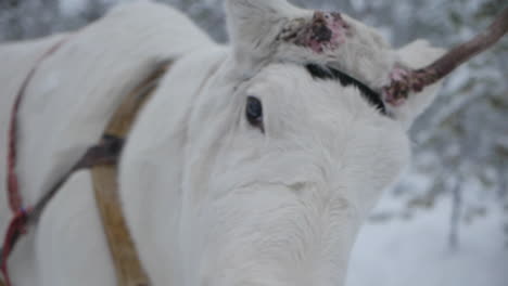 Reindeer-And-Sami-Walking-On-Snowy-Trail