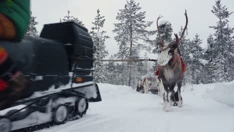 Rentiere-Und-Sami-Wandern-Auf-Verschneiten-Pfaden