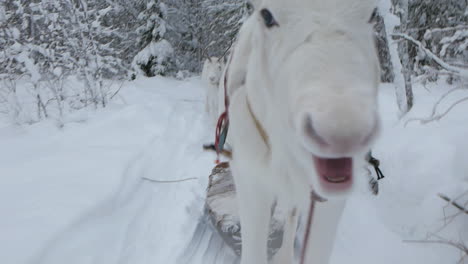 Reindeer-And-Sami-Walking-On-Snowy-Trail