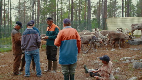 Laps-and-Sami-tend-to-their-flock-of-native-nordic-reindeer-in-forest-during-summer-in-the-very-north-of-Sweden