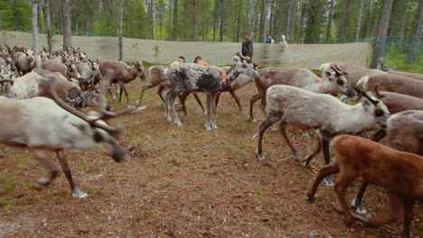 Lapis-Und-Sami-Kümmern-Sich-Im-Sommer-Ganz-Im-Norden-Schwedens-Um-Ihre-Herde-Einheimischer-Nordischer-Rentiere-Im-Wald