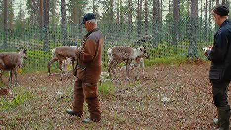 Laps-and-Sami-tend-to-their-flock-of-native-nordic-reindeer-in-forest-during-summer-in-the-very-north-of-Sweden