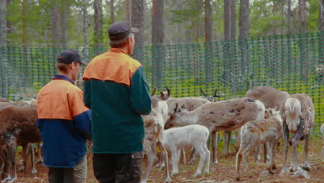 Laps-and-Sami-tend-to-their-flock-of-native-nordic-reindeer-in-forest-during-summer-in-the-very-north-of-Sweden