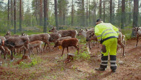 Laps-and-Sami-tend-to-their-flock-of-native-nordic-reindeer-in-forest-during-summer-in-the-very-north-of-Sweden