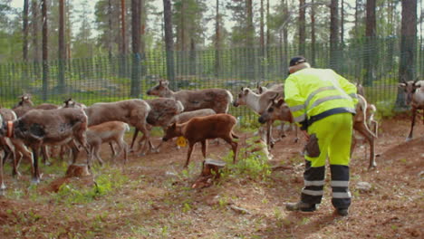 Lapis-Und-Sami-Kümmern-Sich-Im-Sommer-Ganz-Im-Norden-Schwedens-Um-Ihre-Herde-Einheimischer-Nordischer-Rentiere-Im-Wald