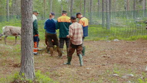 Laps-and-Sami-tend-to-their-flock-of-native-nordic-reindeer-in-forest-during-summer-in-the-very-north-of-Sweden