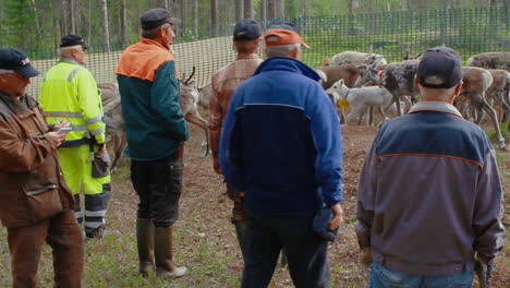 Laps-and-Sami-tend-to-their-flock-of-native-nordic-reindeer-in-forest-during-summer-in-the-very-north-of-Sweden