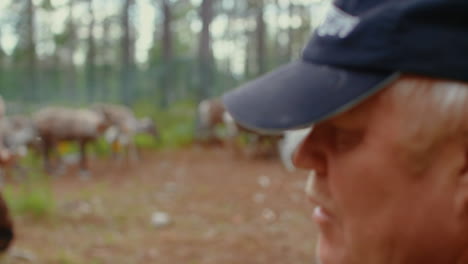 Laps-and-Sami-tend-to-their-flock-of-native-nordic-reindeer-in-forest-during-summer-in-the-very-north-of-Sweden