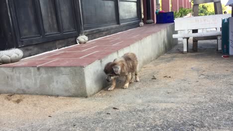 Grunge-Obdachloser-Hund-In-Da-Nang-Vietnam