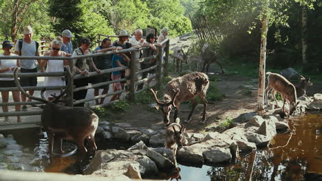 Small-deer-and-adults-being-observed-in-their-habitat-by-visitors-to-a-zoo-in-Scandinavia,-the-North-of-Europe