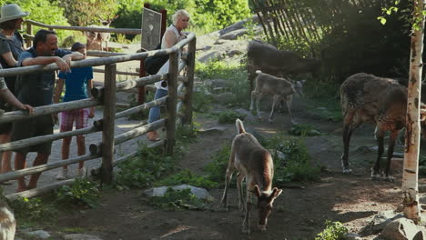 Group-of-deer-walking-next-to-a-fence-from-where-they-are-observed-by-people-in-Scandinavia,-the-North-of-Europe