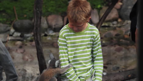 Lemur-playing-with-a-child-by-pulling-his-shirt-in-Scandinavia,-the-North-of-Europe