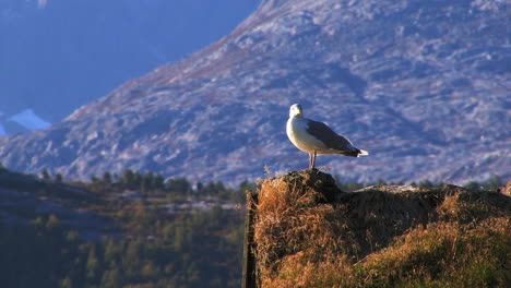View-of-a-seagull-resting-on-the-peak-of-a-roof-as-the-wind-blows