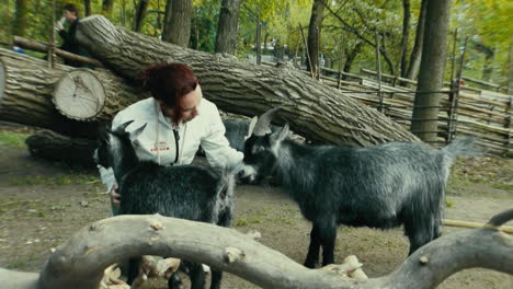 Zookeeper-caressing-gray-goats-in-Scandinavia,-the-North-of-Europe