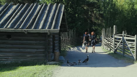Family-of-ducks-sheltering-in-the-shade-of-a-wooden-hut-in-Scandinavia,-the-North-of-Europe