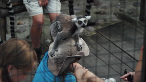 Lemur-sitting-on-the-head-of-a-person-inside-a-cage-in-Scandinavia,-the-North-of-Europe