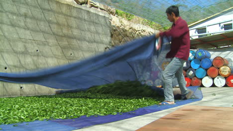 Two-men-use-large-blue-tarpaulin-to-collect-tea-leaves-left-to-dry-on-ground