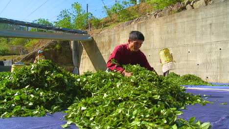 Lokale-Taiwanesische-Männer-Verteilen-Teeblätter-Zum-Trocknen-Auf-Dem-Boden