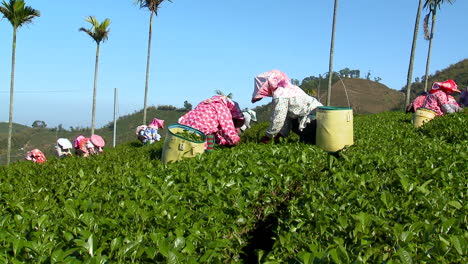 Women-collect-tea-leaves-under-supervision-of-boss