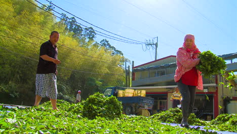 Taiwanese-people-work-drying-tea-leaves-scattering-them-on-ground