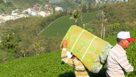 Man-loads-large-sack-containing-tea-leaves-on-his-shoulders