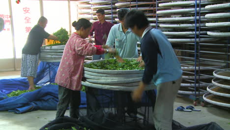 Efficient-employees-fill-large-containers-with-fresh-tea-leaves-in-factory