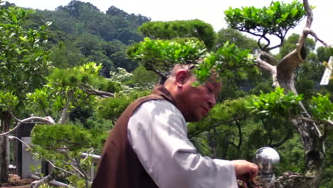 Close-up-view-of-man-pulling-weeds-and-trimmings-from-ornamental-trees-on-balcony-overlooking-lush-valley-and-countryside