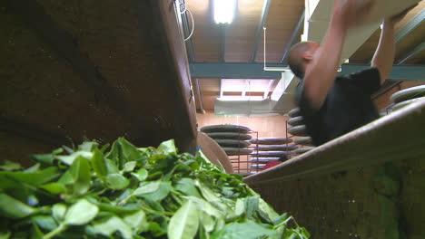 Employee-of-tea-factory-loads-container-of-leaves-for-drying-process