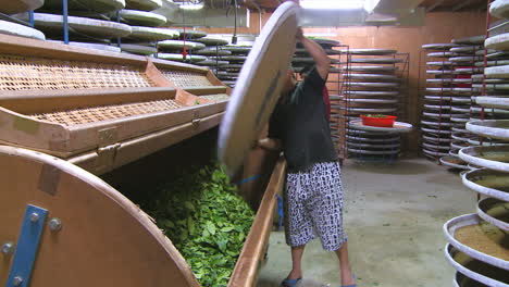 Hombres-Trabajando-En-La-Fábrica-De-Té-De-Pinglin,-Taiwán