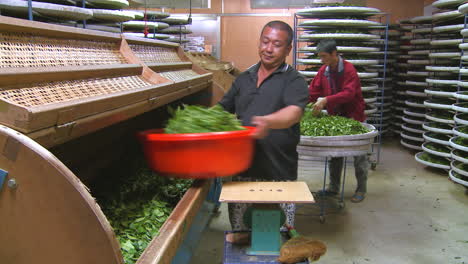 Workers-in-factory-take-from-wooden-and-bamboo-container-dried-tea-leaves