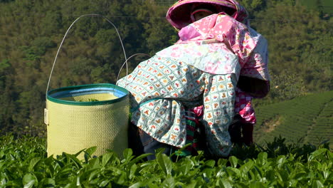 Las-Mujeres-Que-Cosechan-Hojas-De-Té-Usan-Sombreros,-Guantes-Y-Mangas-Largas-Para-Protegerse-Mientras-Trabajan-Bajo-El-Sol-Y-En-El-Campo.